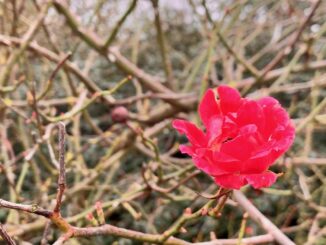 Small red flower