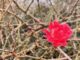 Small red flower